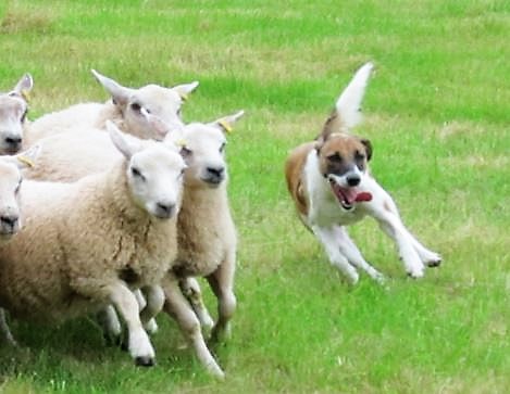 Welsh Sheepdog Penry Saphire